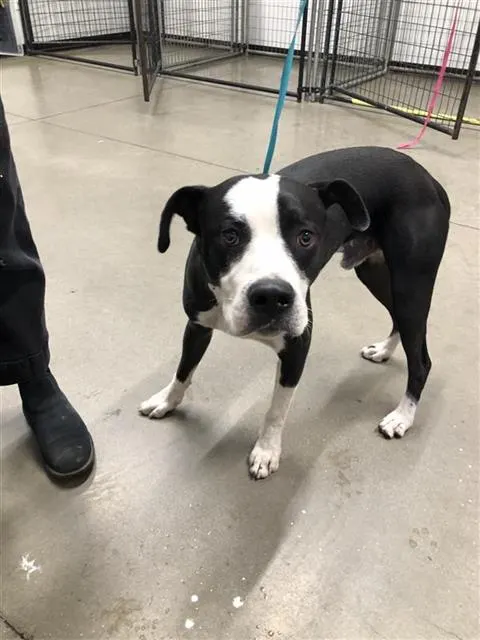 Adoptable Dog