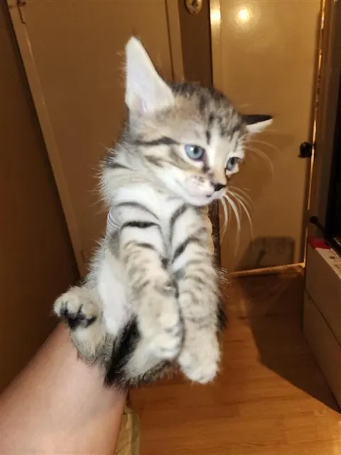 Adoptable Cat