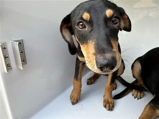 Adoptable Dog