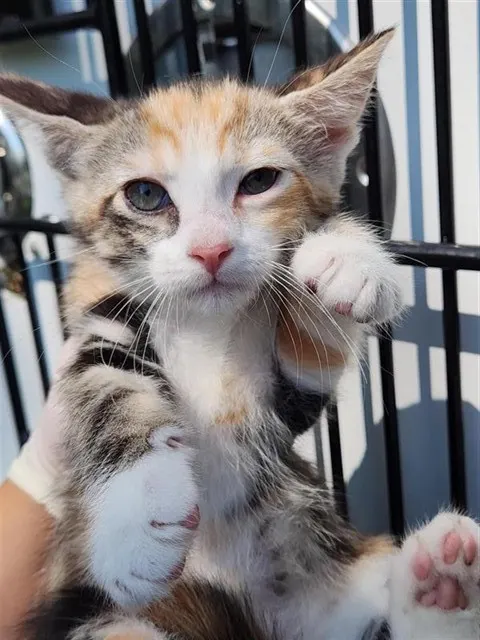 Adoptable Cat