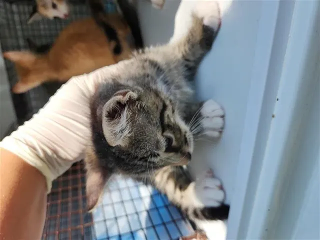 Adoptable Cat