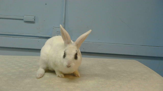 Benson