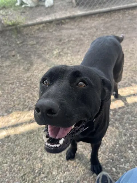 Onyx