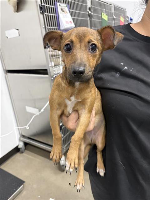 Adoptable Dog