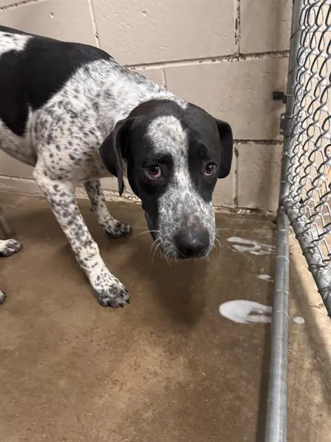 Tyson