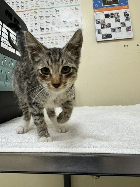 Adoptable Cat