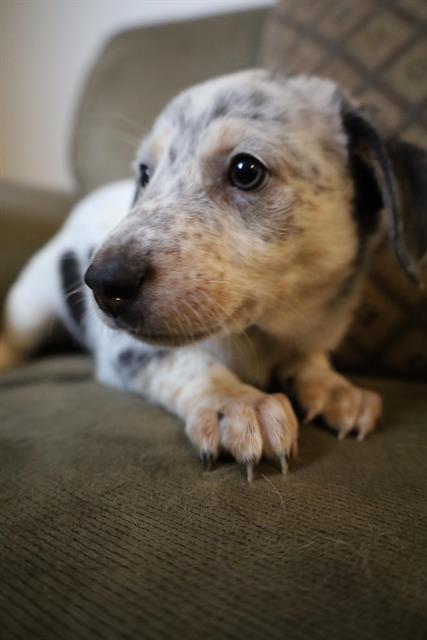 Trixie