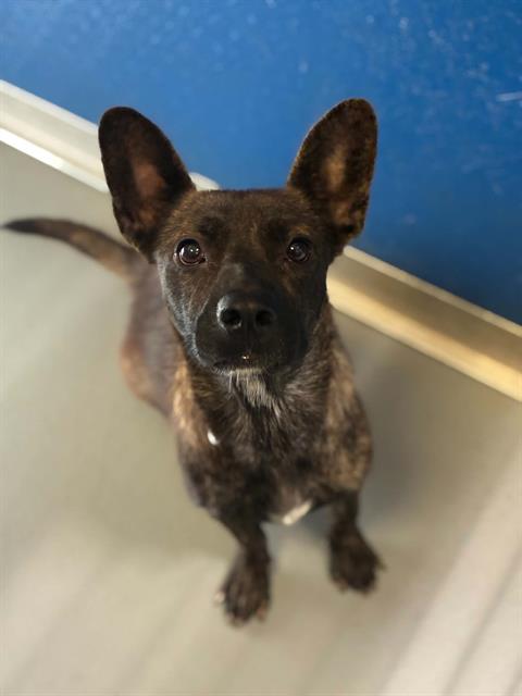Adoptable Dog