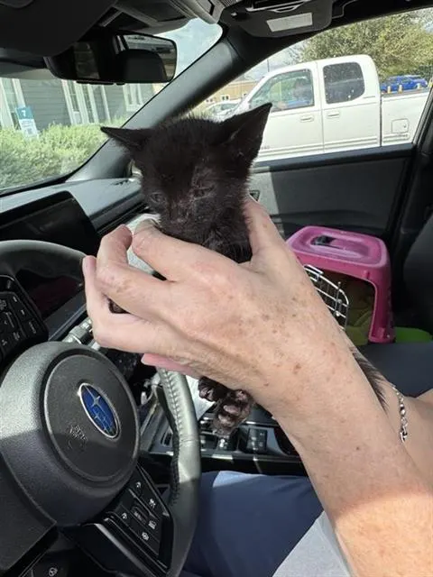 Adoptable Cat