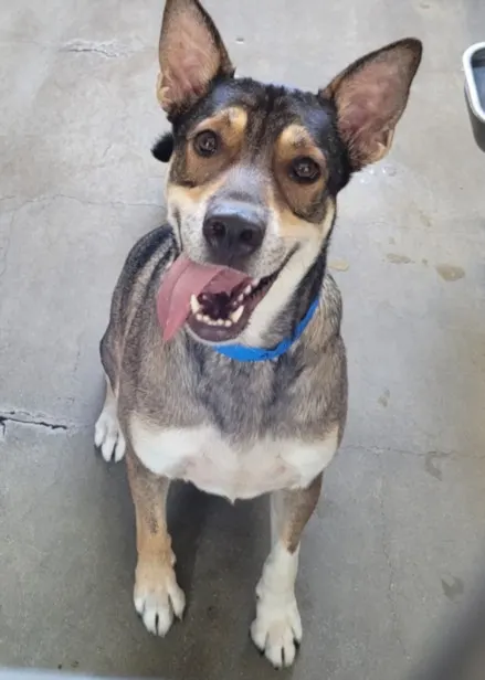 Harvey