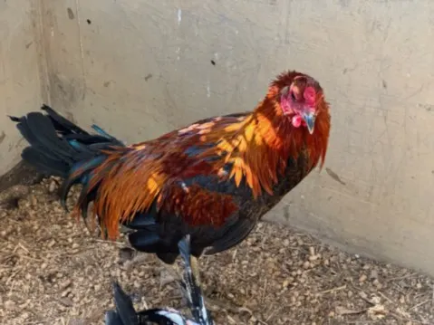 Alarm Clock