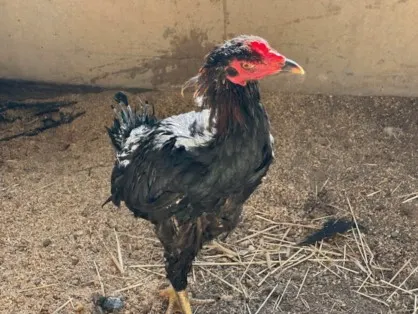Dolly Part-Hen