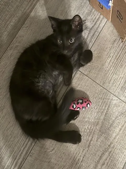 Martin