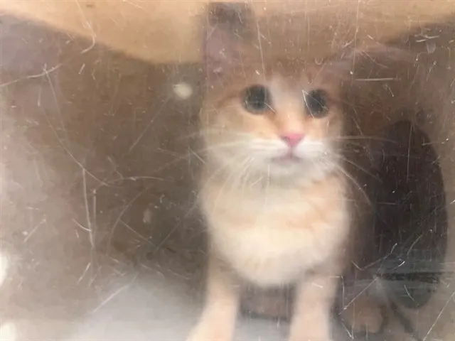 Adoptable Cat