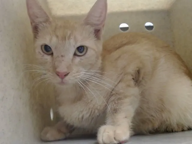 Adoptable Cat