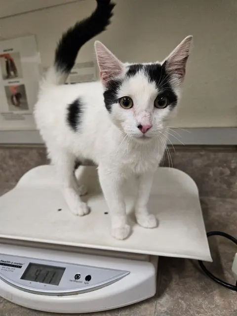 Adoptable Cat