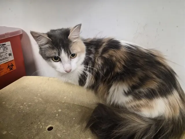 Adoptable Cat