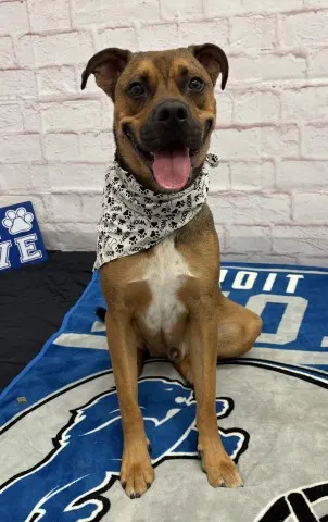 Mr. Pickles