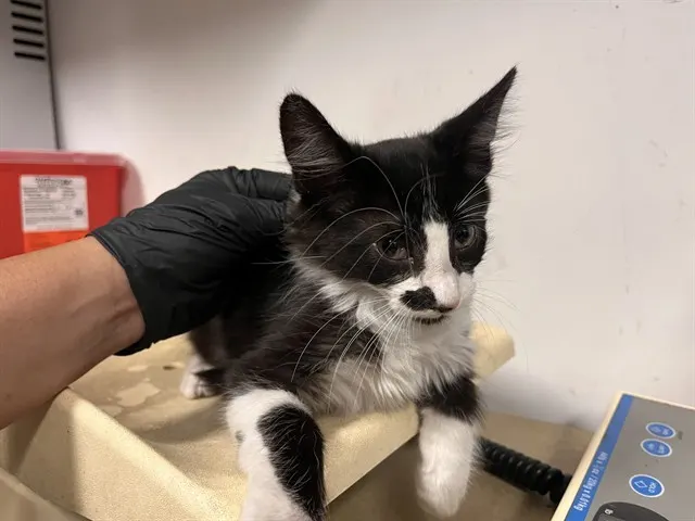 Adoptable Cat