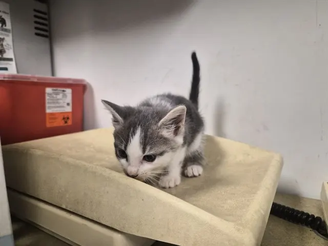 Adoptable Cat