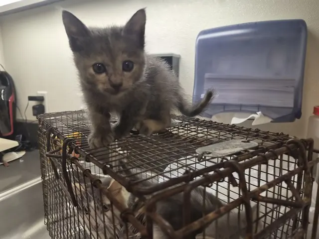 Adoptable Cat