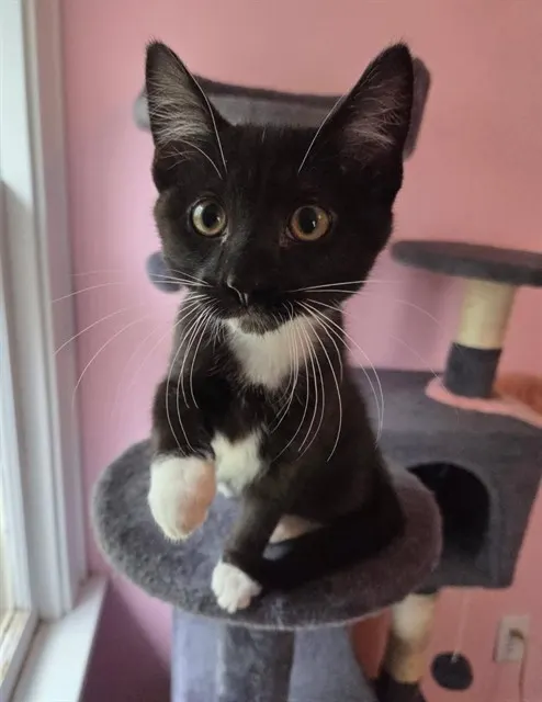 Little Tux