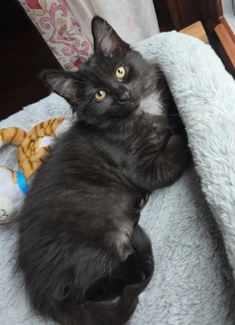Big Fluff