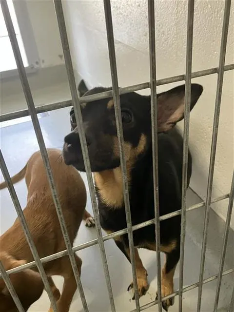 Adoptable Dog