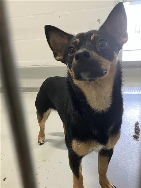 Adoptable Dog