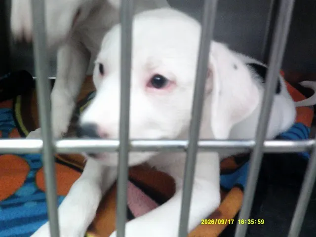 Adoptable Dog