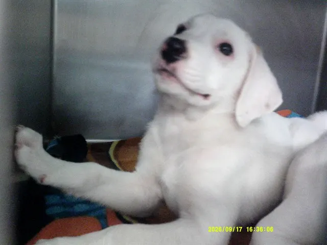 Adoptable Dog