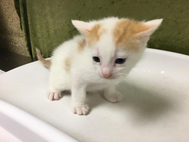Marshmellow