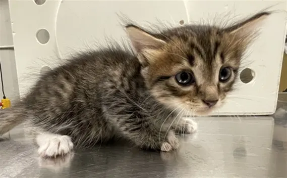 Adoptable Cat