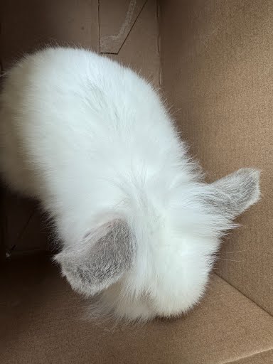 Cotton