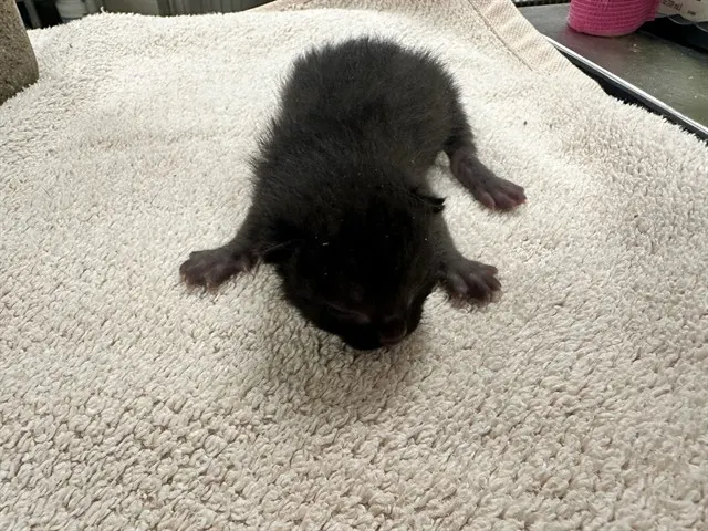 Simba