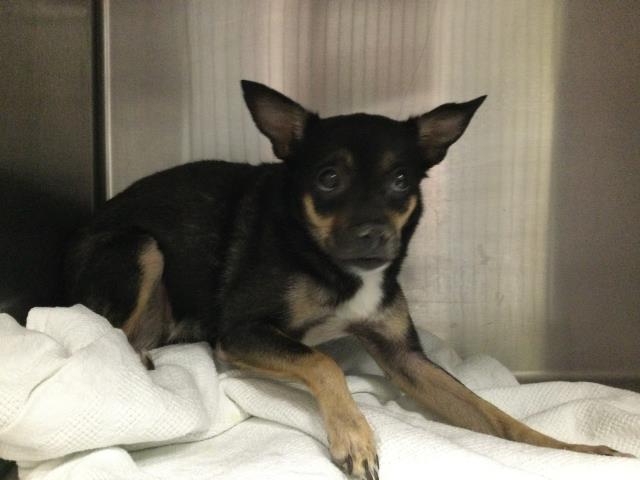 Adoptable Dog