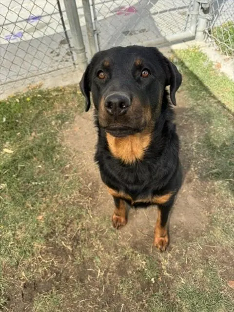 Penelope