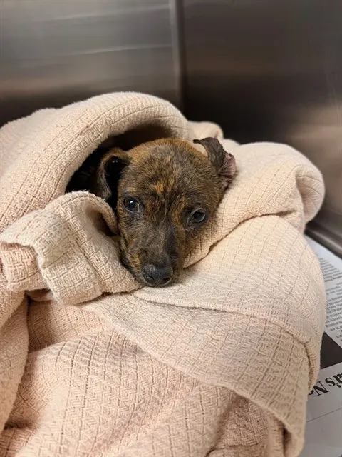 Bowie