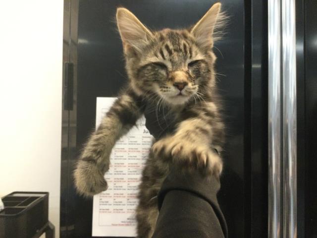 Adoptable Cat