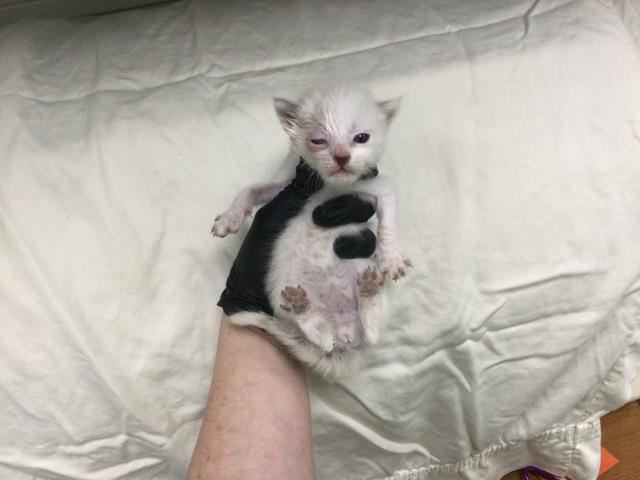 Adoptable Cat