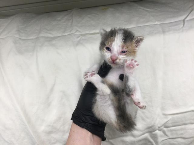 Adoptable Cat