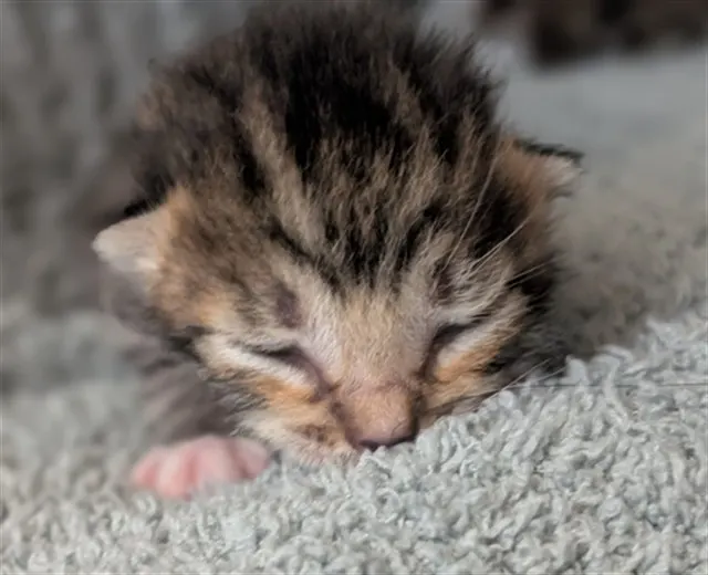 Adoptable Cat