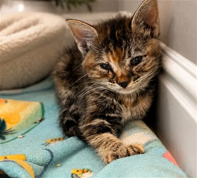 Adoptable Cat