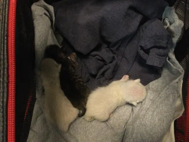 Adoptable Cat