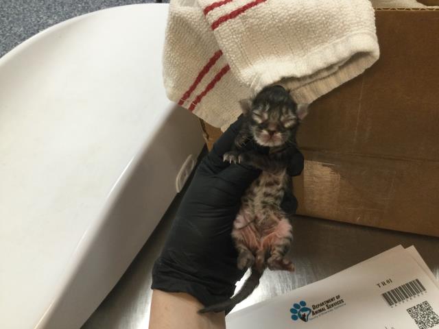 Adoptable Cat