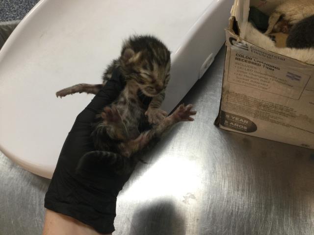 Adoptable Cat