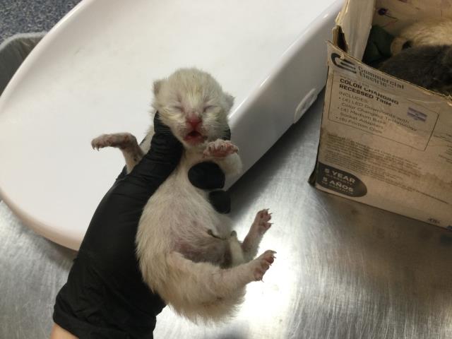 Adoptable Cat