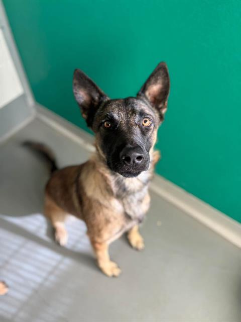 Adoptable Dog