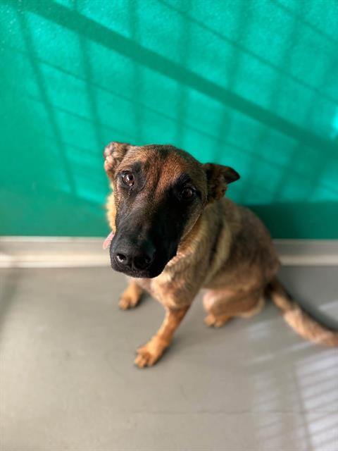 Adoptable Dog