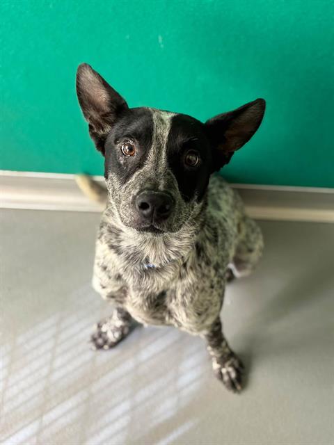Adoptable Dog